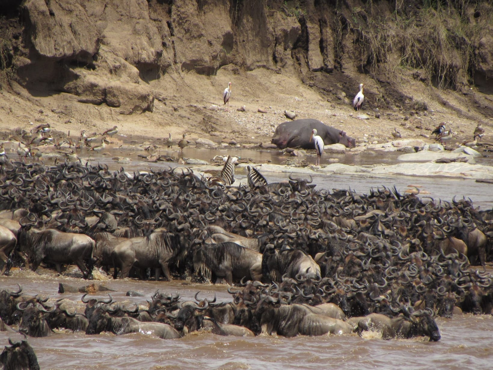 The Great Migration Explained: A Month-by-Month Guide