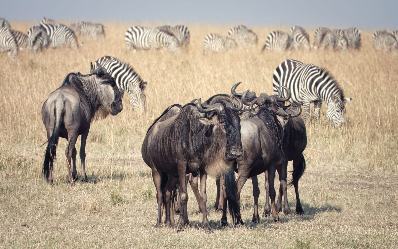 Is the Great Migration in Uganda?
