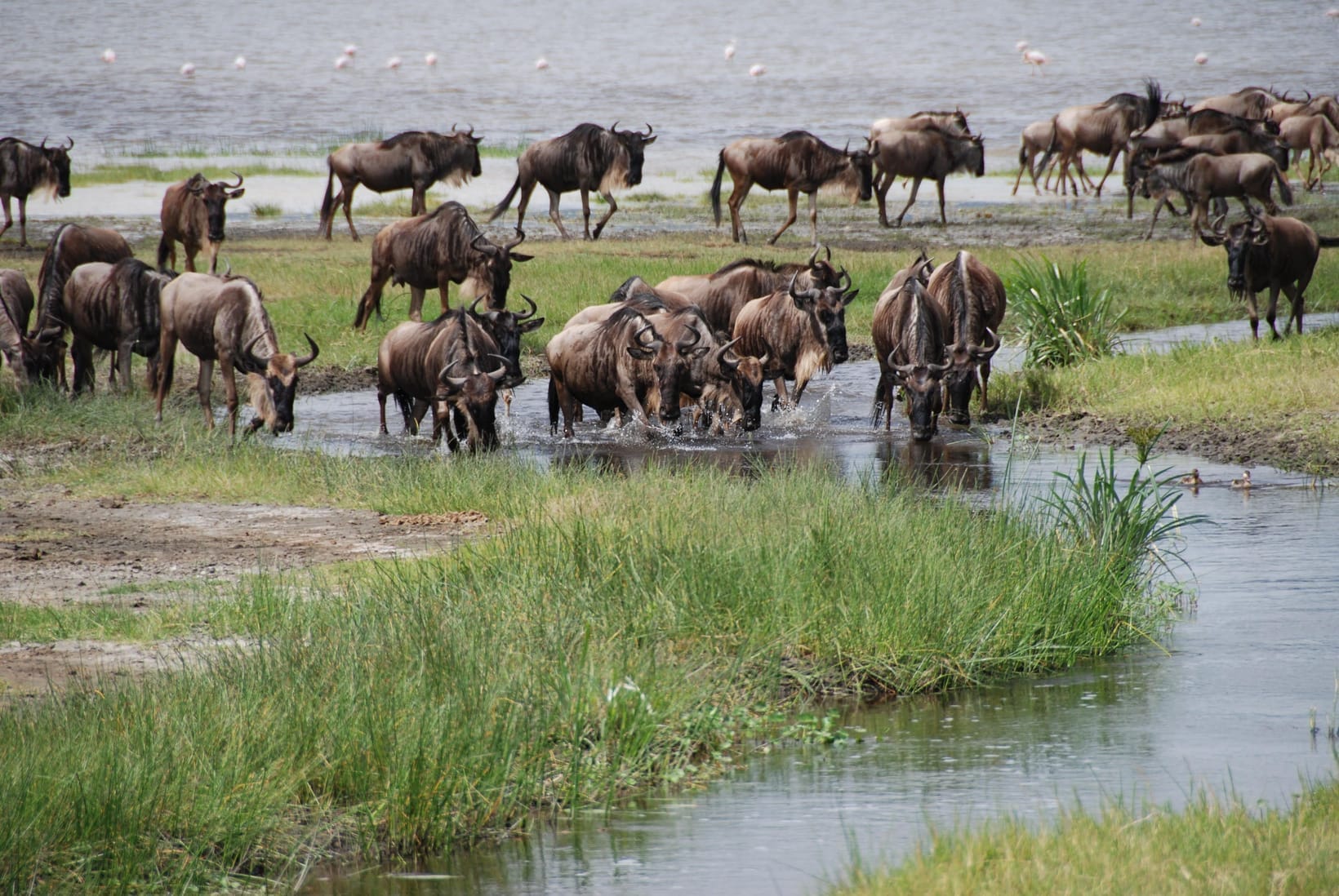 A herd of wildebeest gathered at a shallow waterway