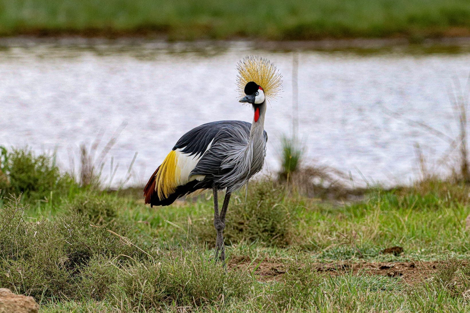 Grey Crowned Crane Facts: Uganda's National Bird