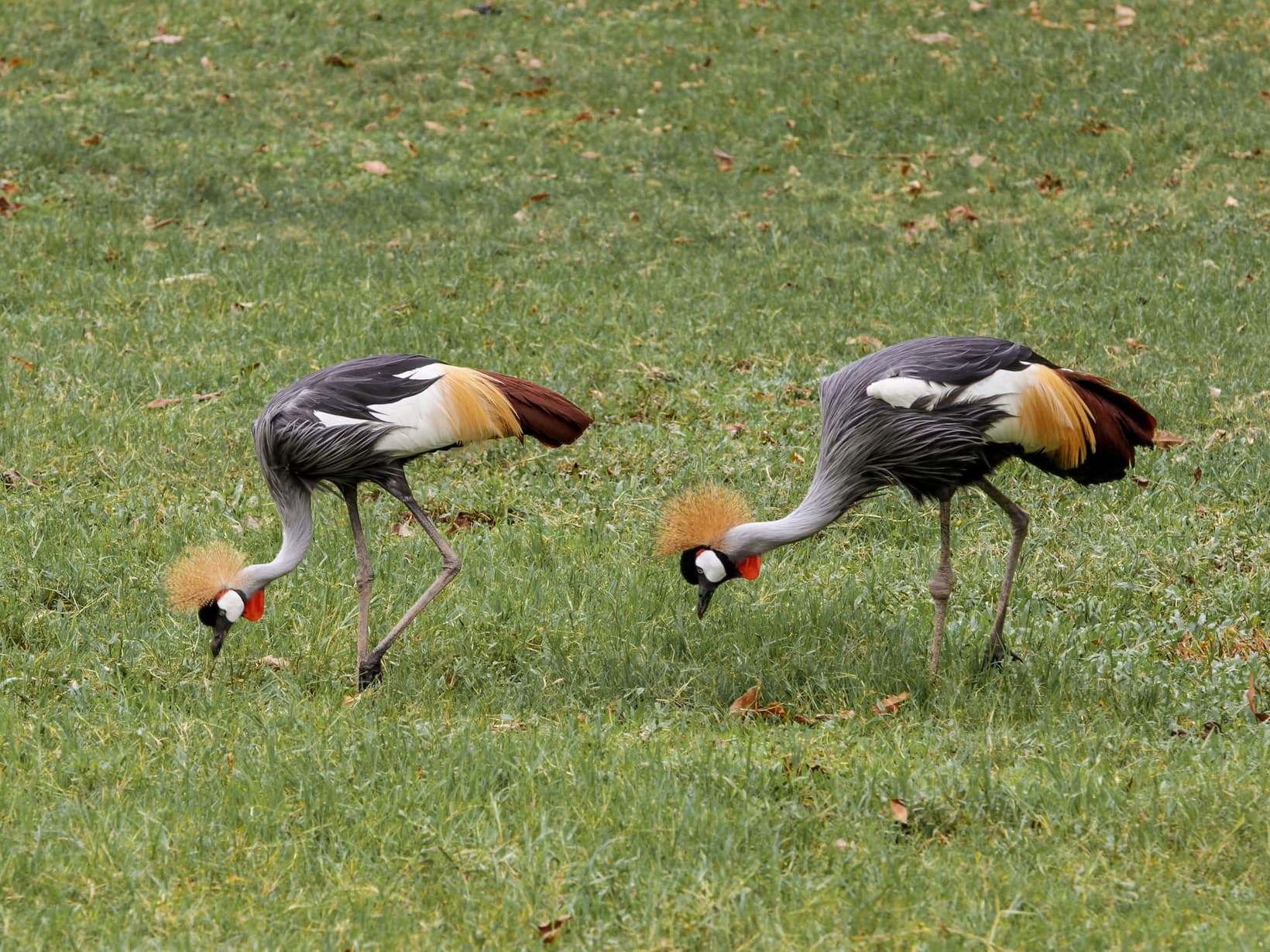 Two grey crowned cranes walking through grassland