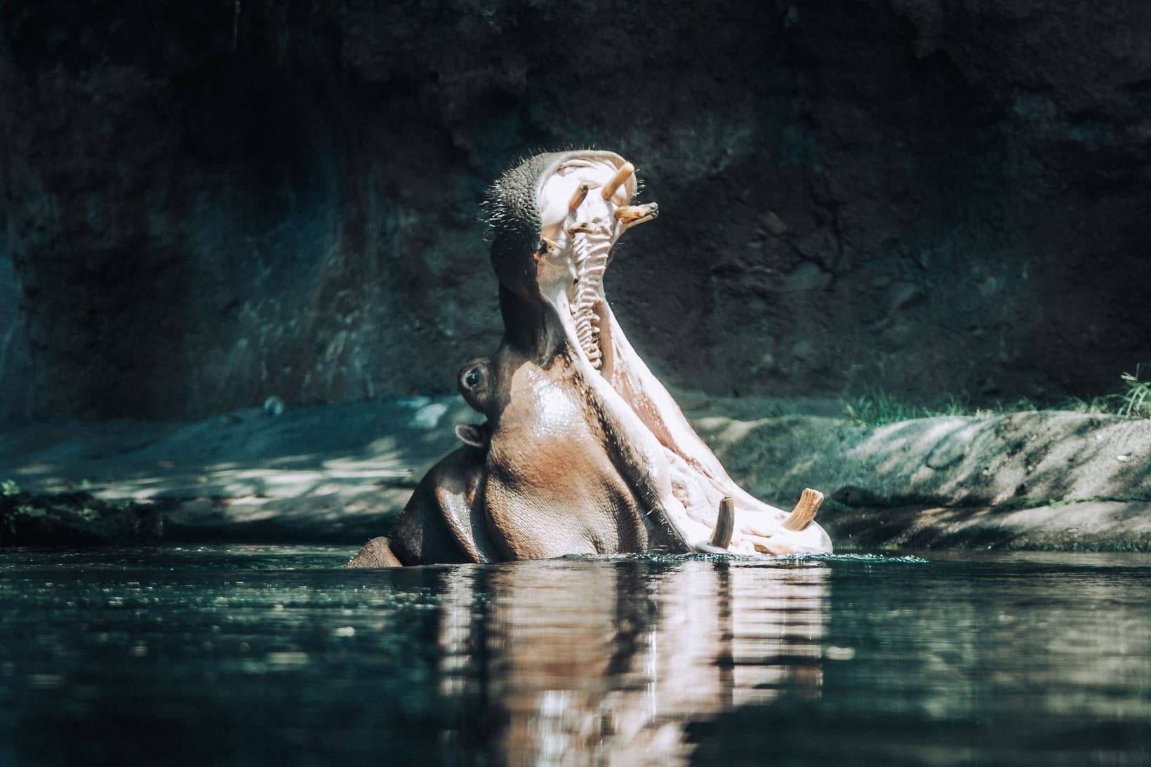 A hippo gaping widely in dark water, its lower canines visible