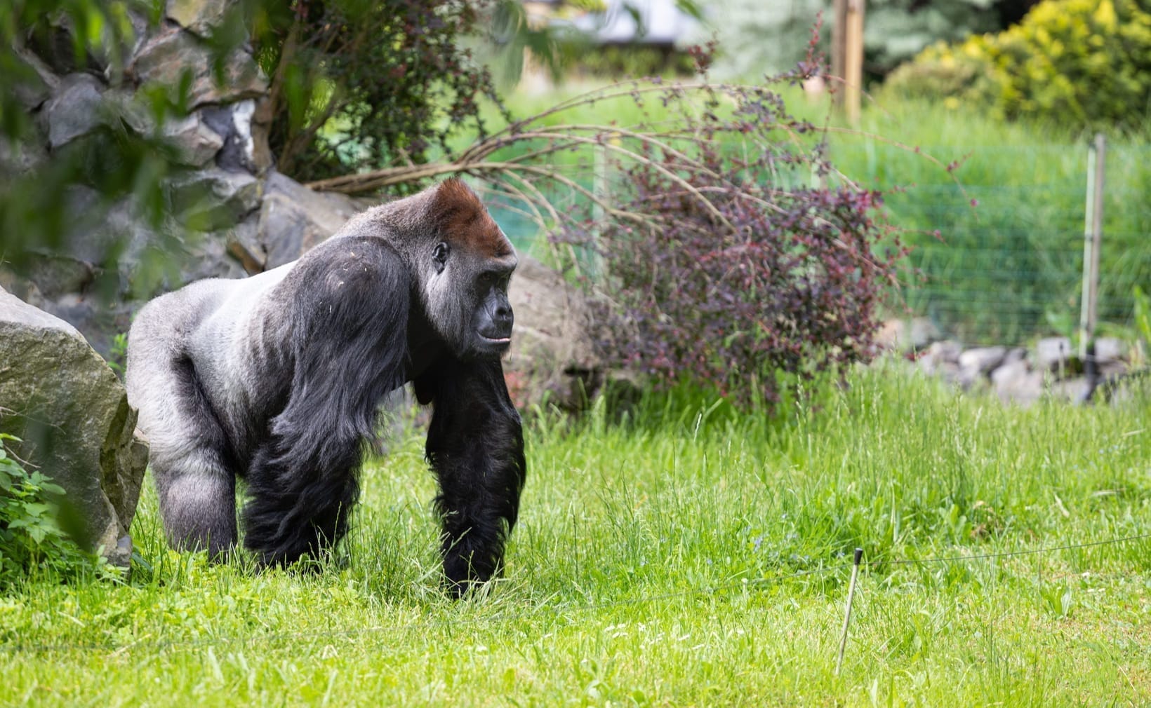 How Big Is a Silverback Gorilla? Size, Weight & Strength