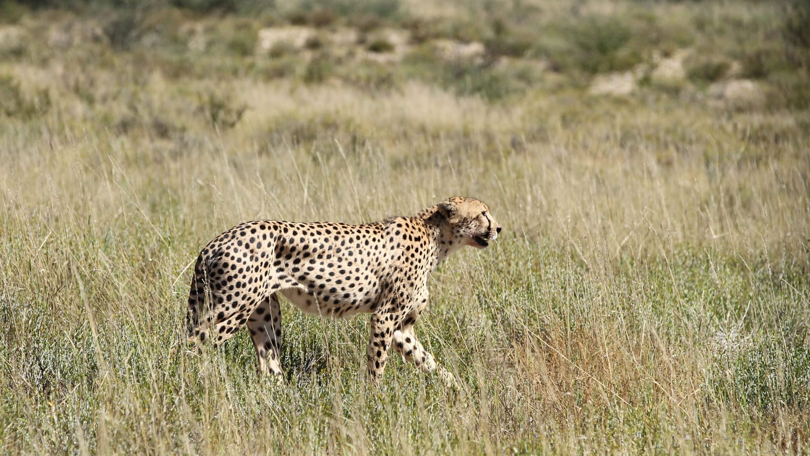 A cheetah at full sprint, all four feet off the ground, dust flying