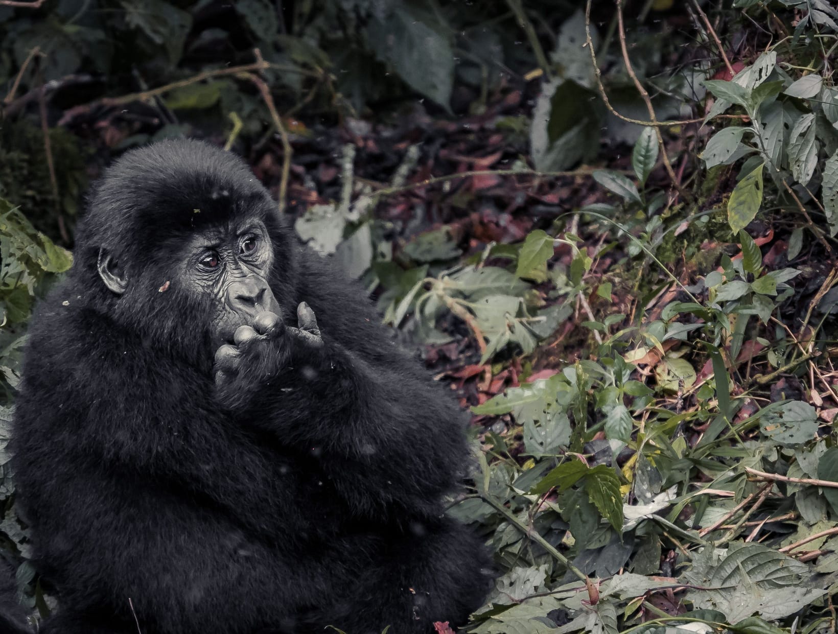 How Many Mountain Gorillas Are Left in the World?