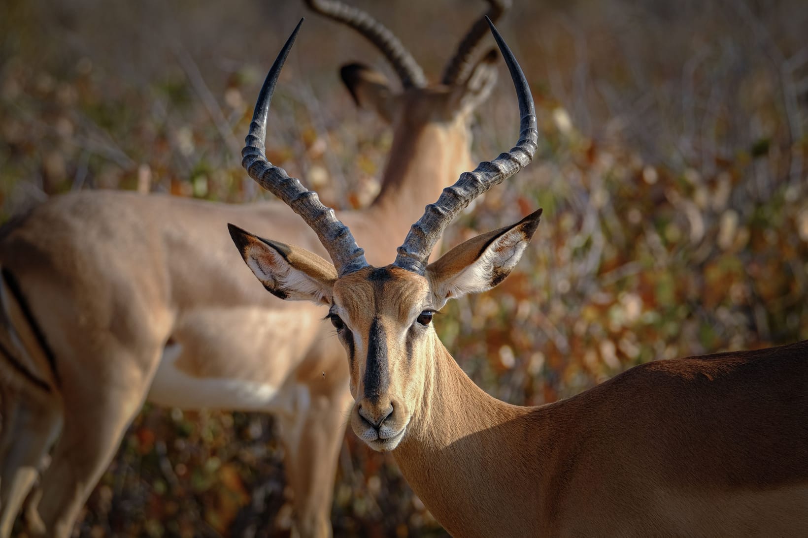 Impala Facts: The Antelope That Named a Capital