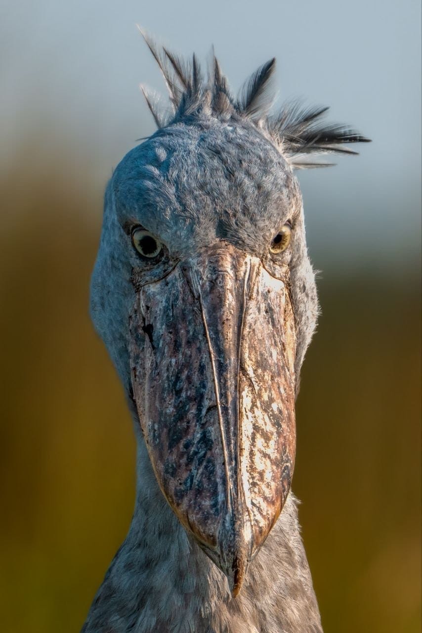 Le Bec-en-Sabot Est-il un Dinosaure ? Rencontre avec l'Oiseau-Dinosaure Vivant de l'Ouganda