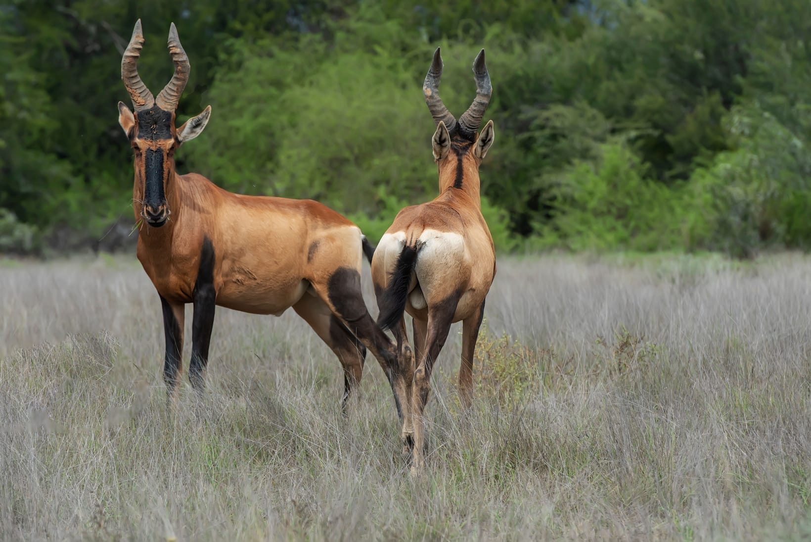 Two hartebeest standing together in open grassland, facing opposite directions