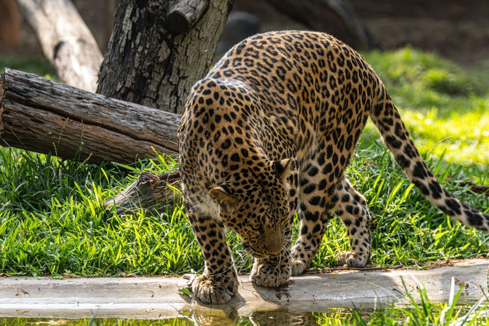 A leopard crouching to drink at the edge of a waterhole
