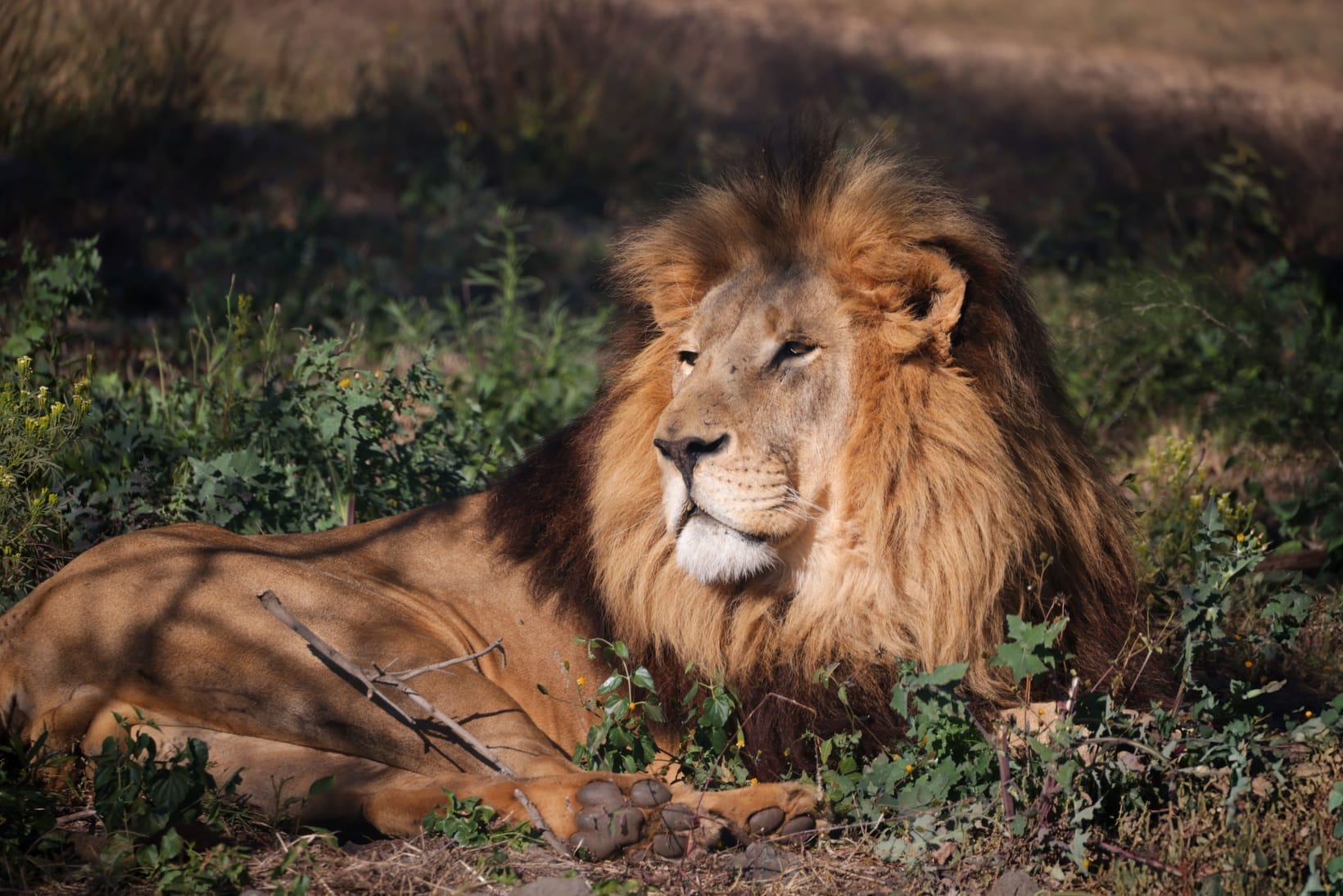 Lion Facts: Africa's Only Social Cat