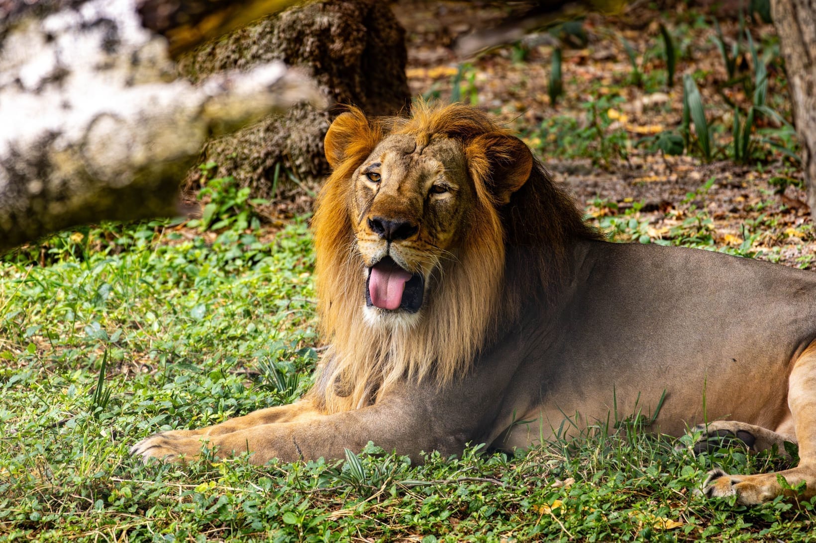 A male lion yawning widely, showing its canines