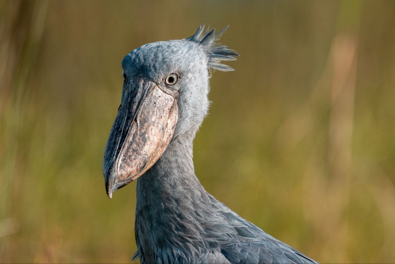 Mabamba Swamp: A Shoebill Birding Guide