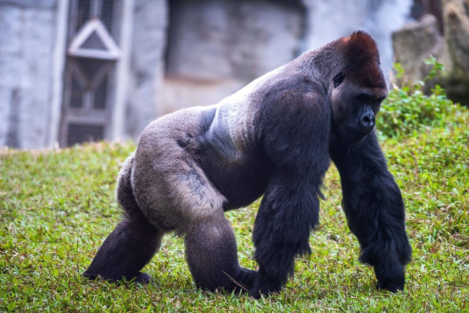 Are There Mountain Gorillas in Zoos?