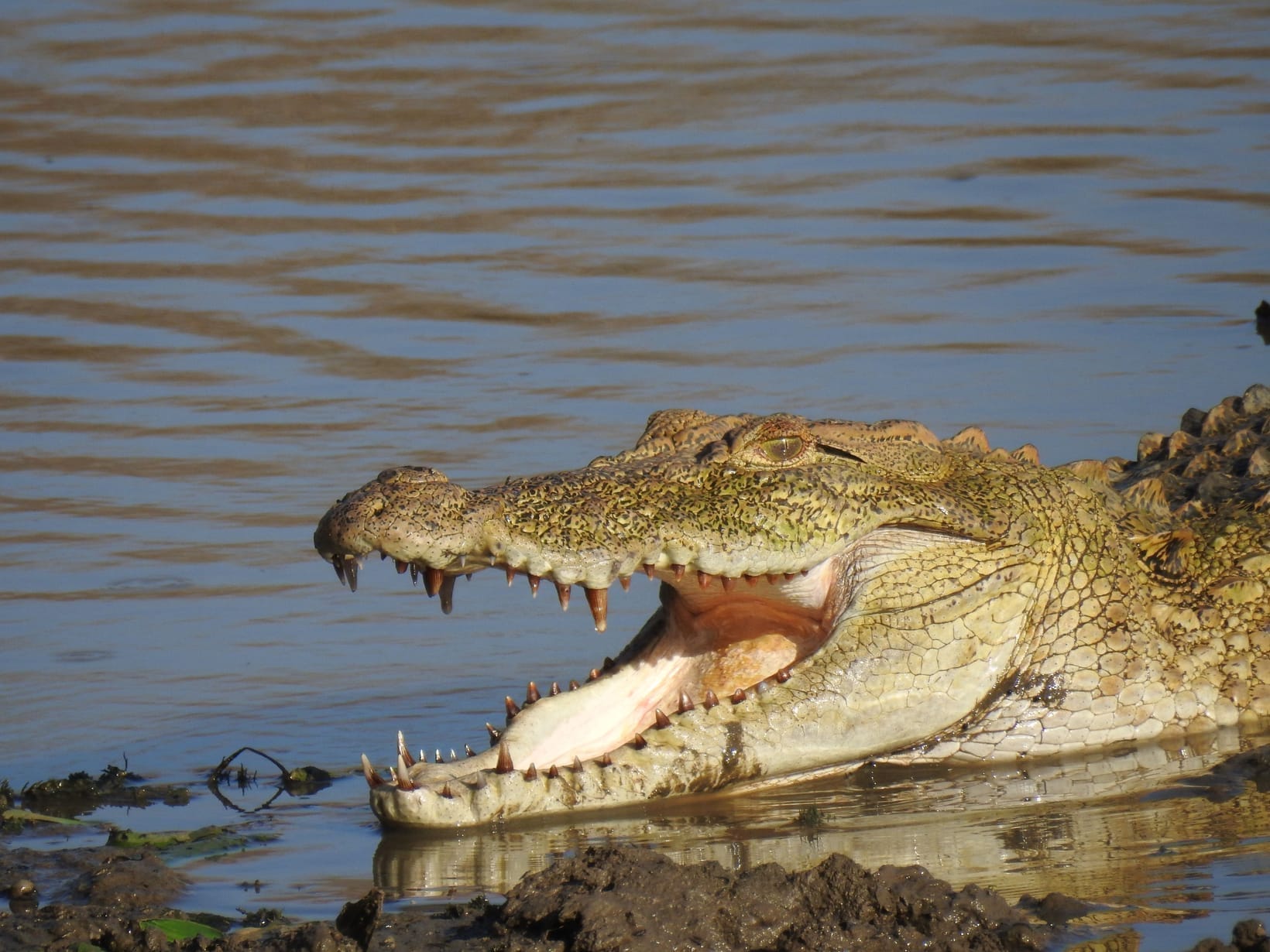 Nile Crocodile Facts
