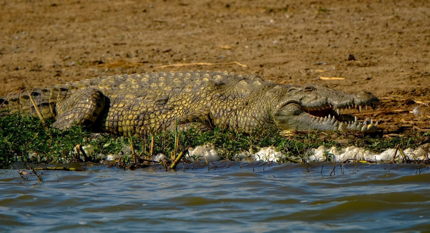 A large Nile crocodile basking on a muddy river bank