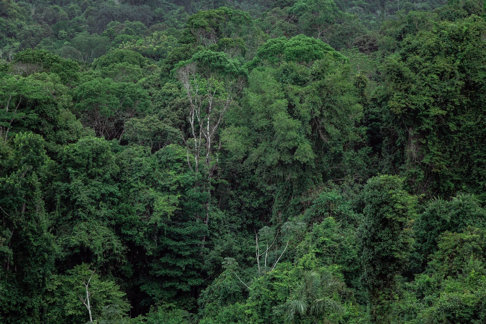 Nyungwe National Park: The Complete Guide