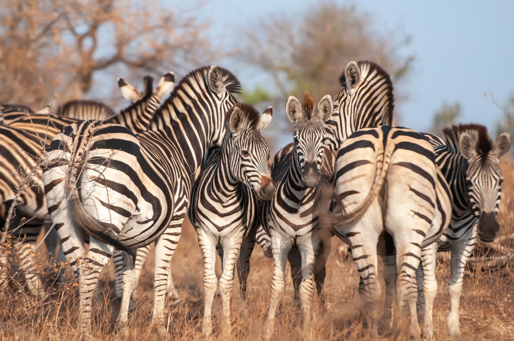 A tightly packed herd of zebra seen from behind, stripe patterns overlapping