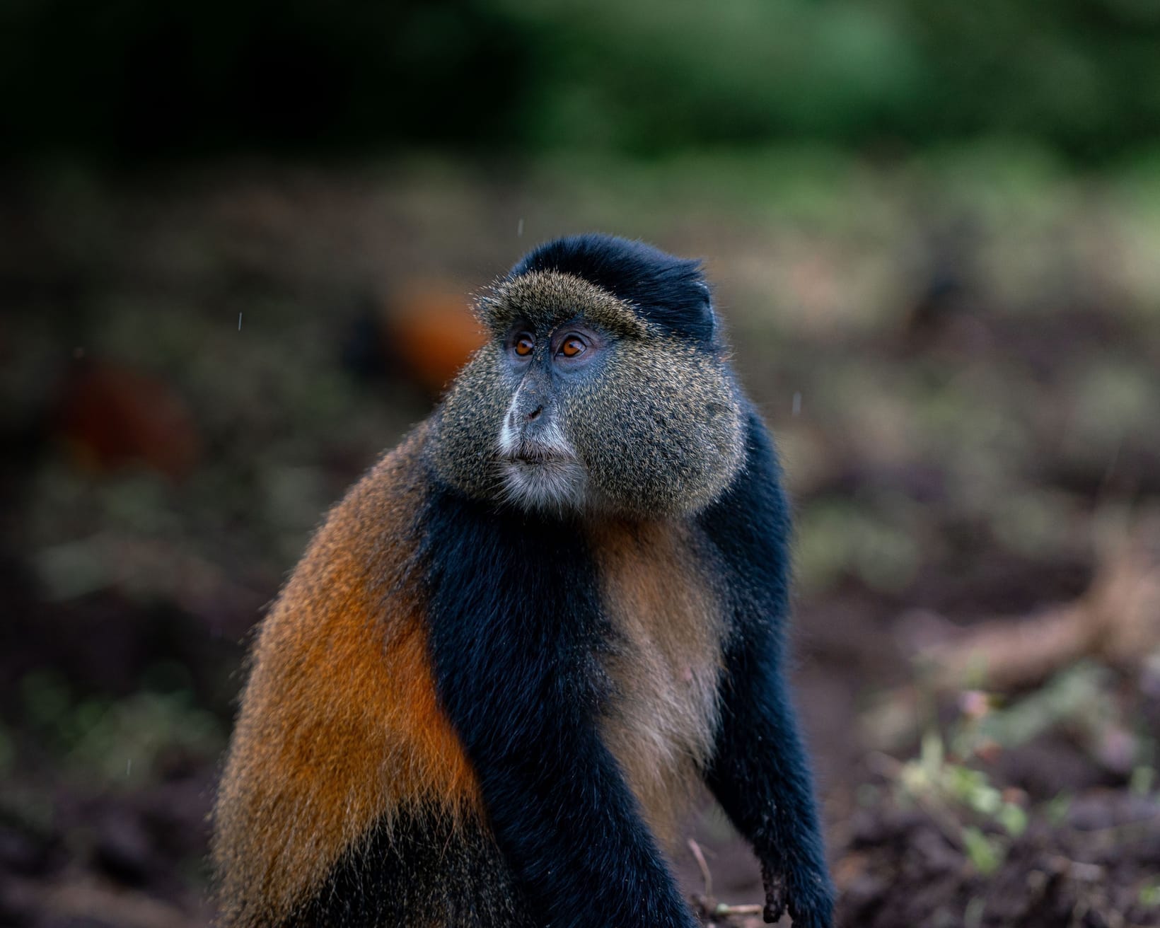 A golden monkey sitting upright on the forest floor, orange flanks bright against dark fur
