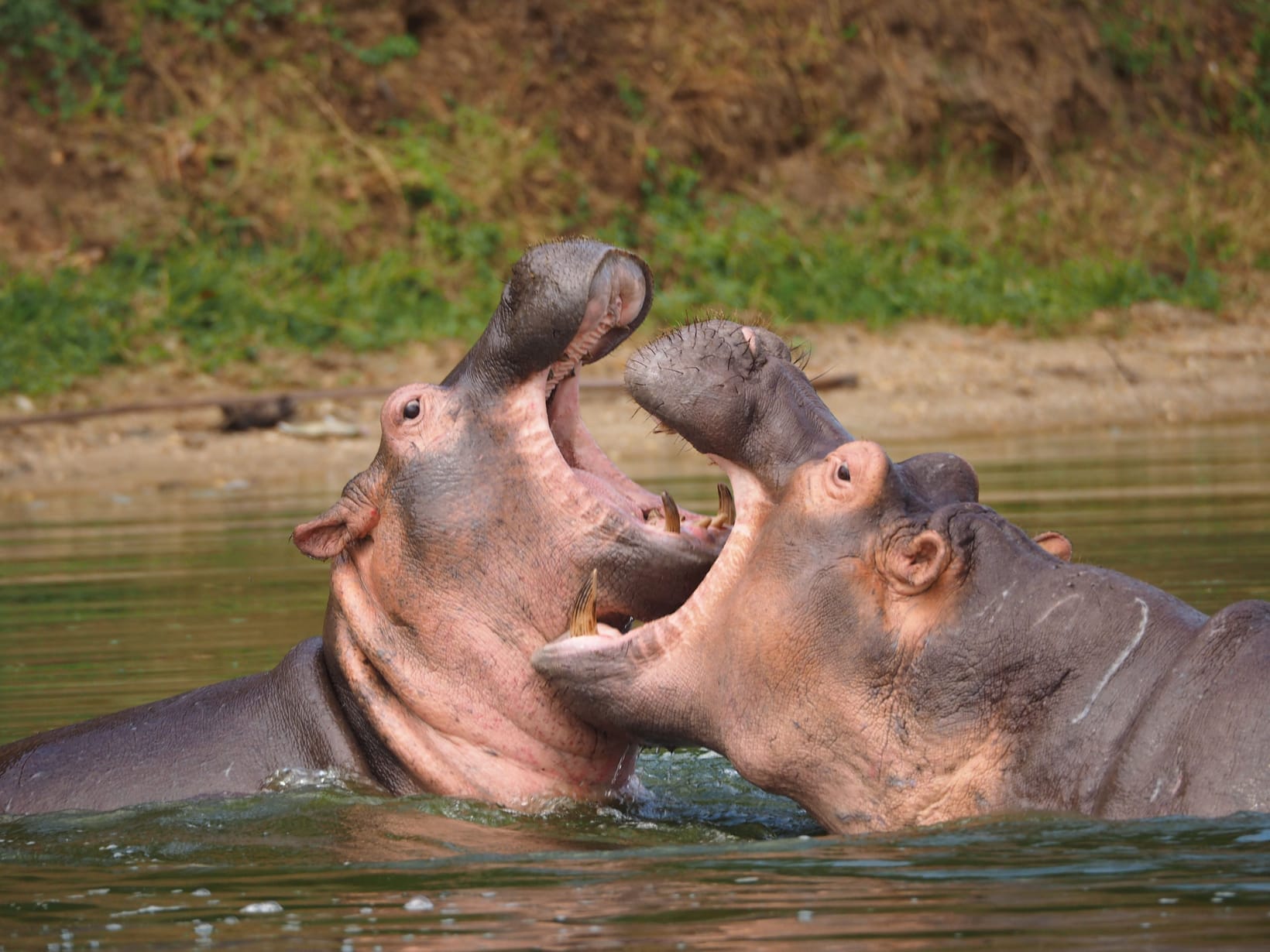 Queen Elizabeth National Park: The Complete Guide