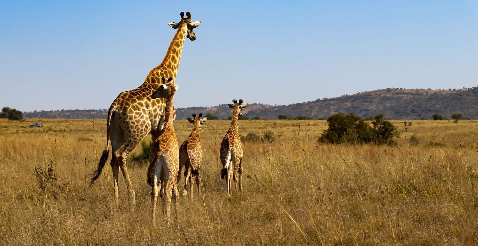 An adult giraffe with two younger giraffes on open grassland