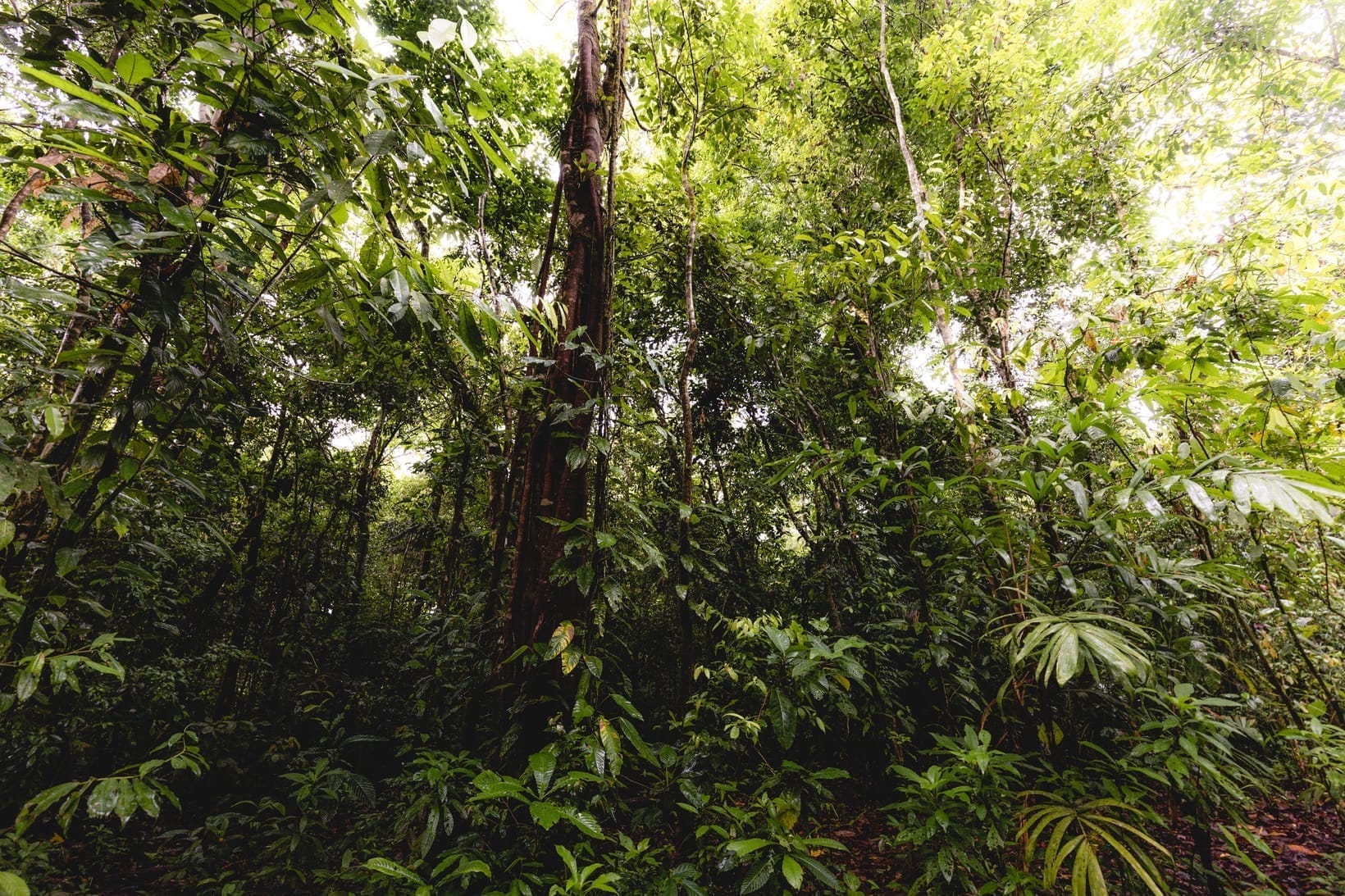The Rwenzori Mountains: Trekking Guide to the Mountains of the Moon