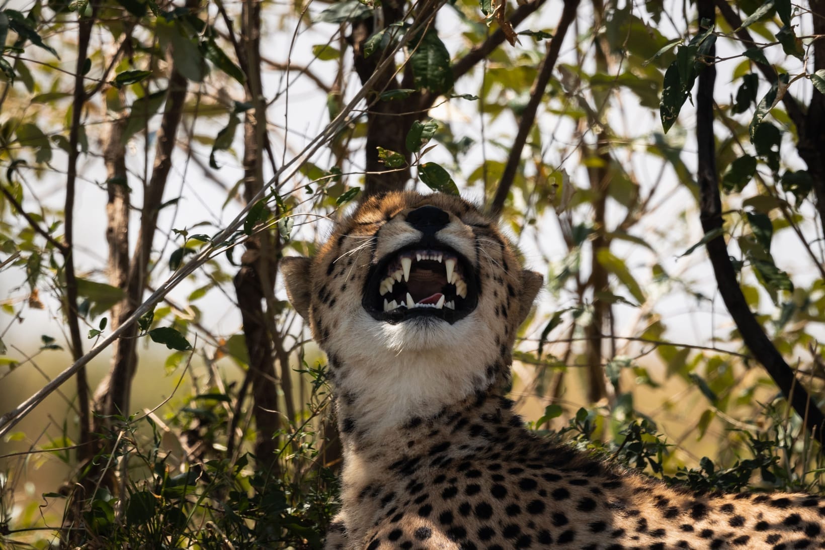 Safari in Kenya: The Complete Planning Guide