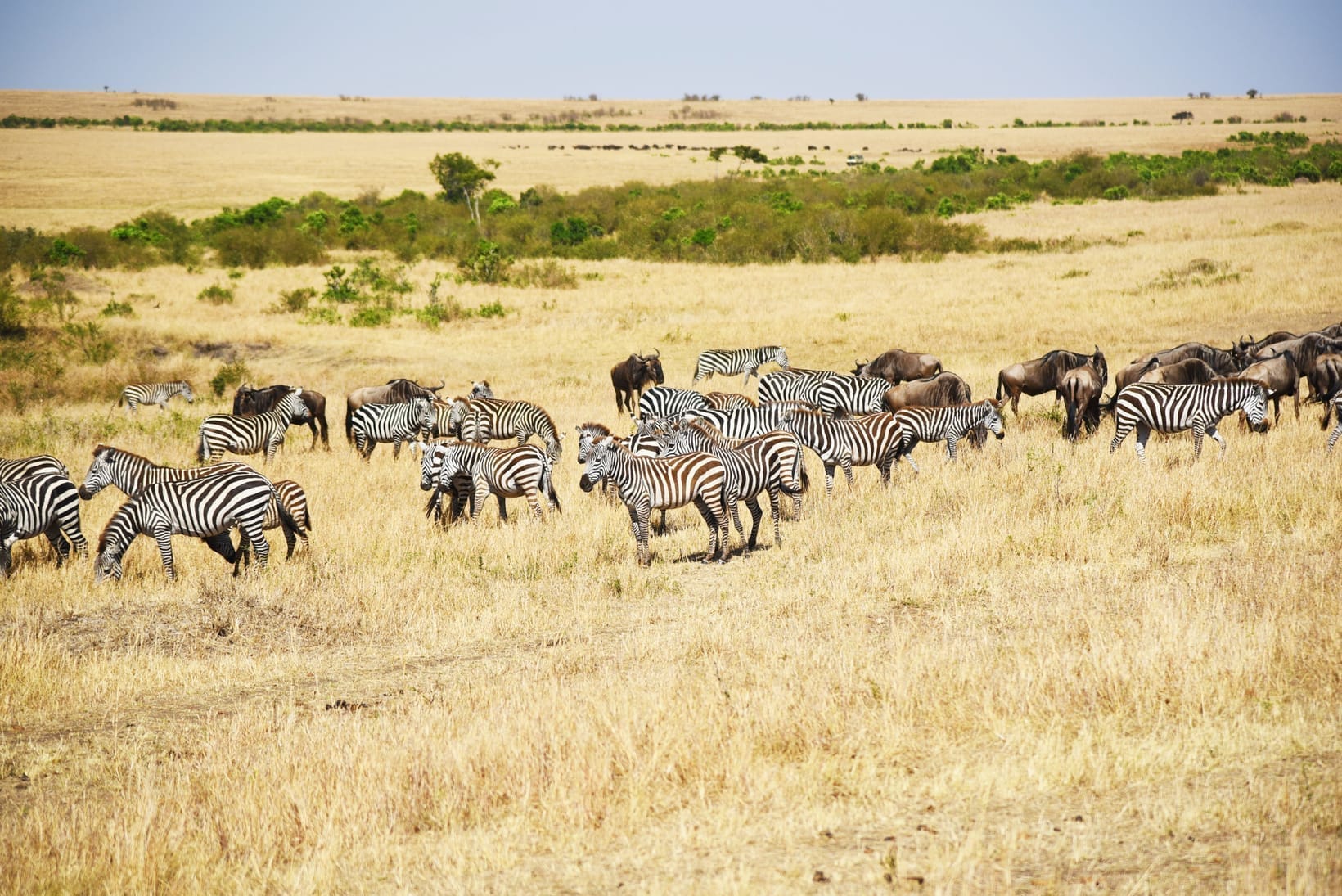 The Serengeti: The Complete Guide