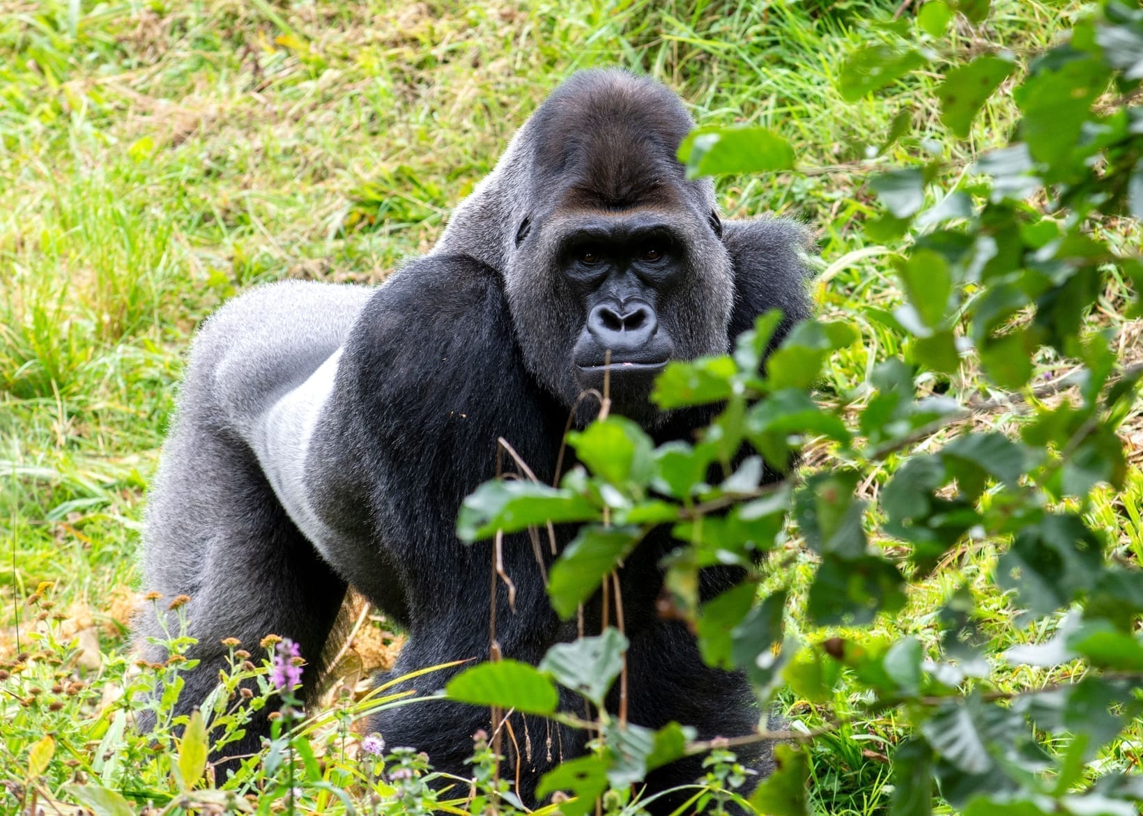 Silverback Gorilla Facts