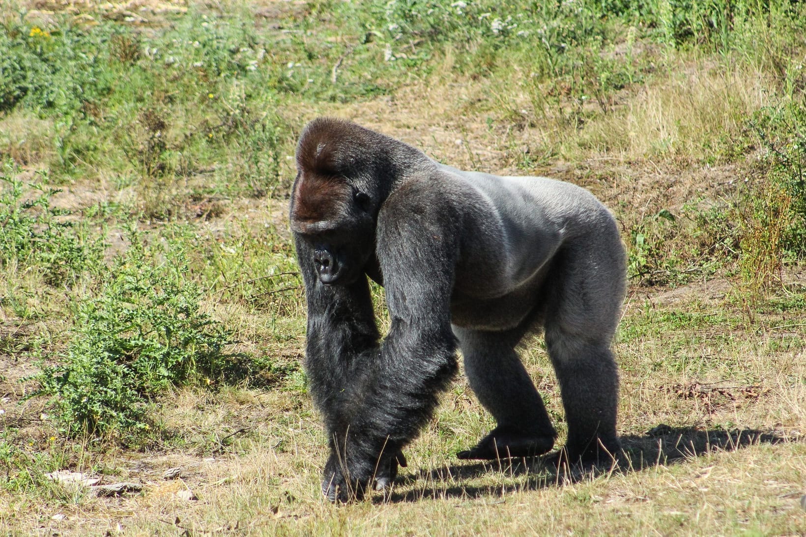 A silverback gorilla walking on all fours, the silver saddle across its back clearly visible