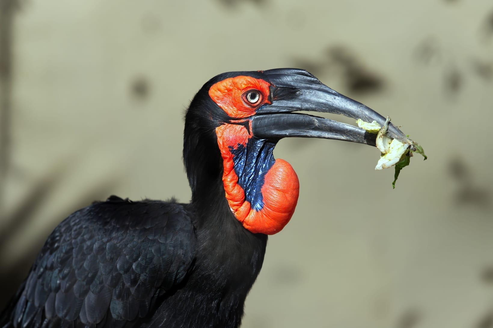 The Strongest Birds in Africa