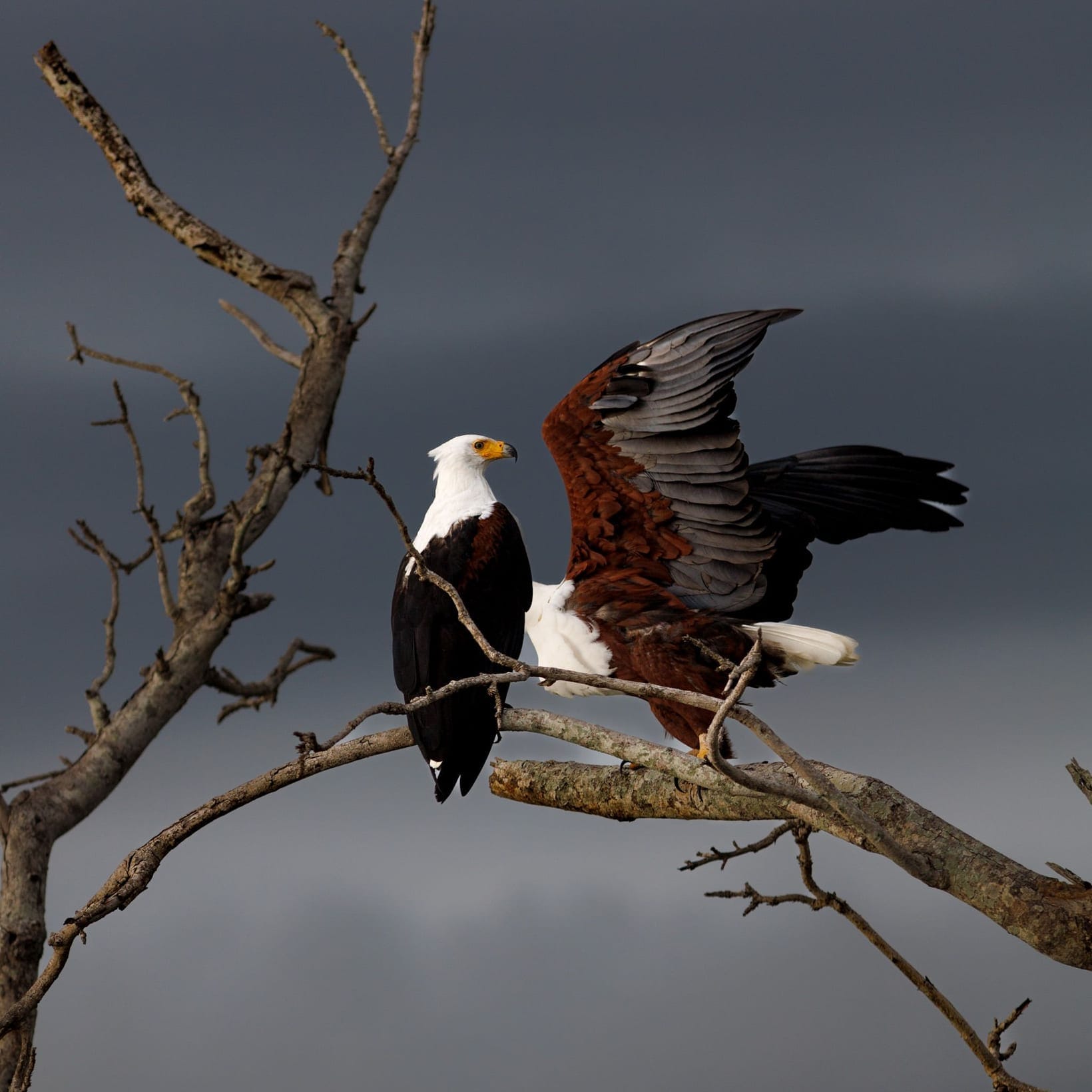Two African fish eagles perched together on a branch, wings raised