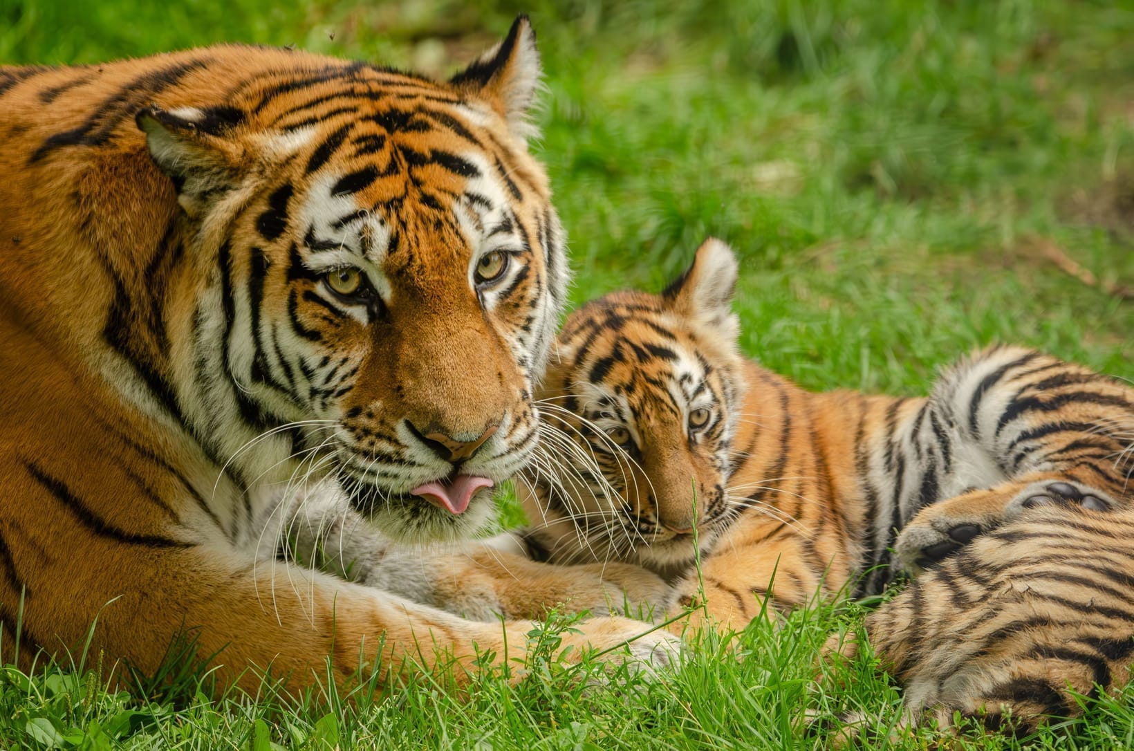 Are There Tigers in Africa?