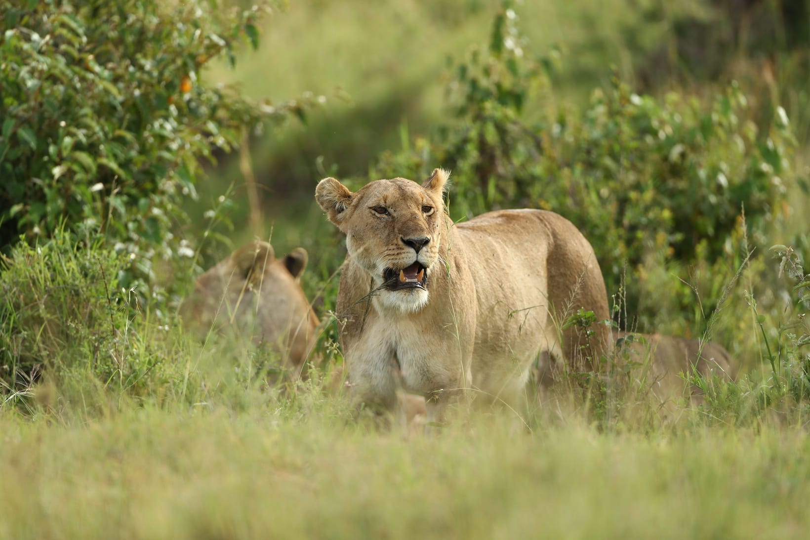 A lion in golden savanna grass — Africa's actual big cat