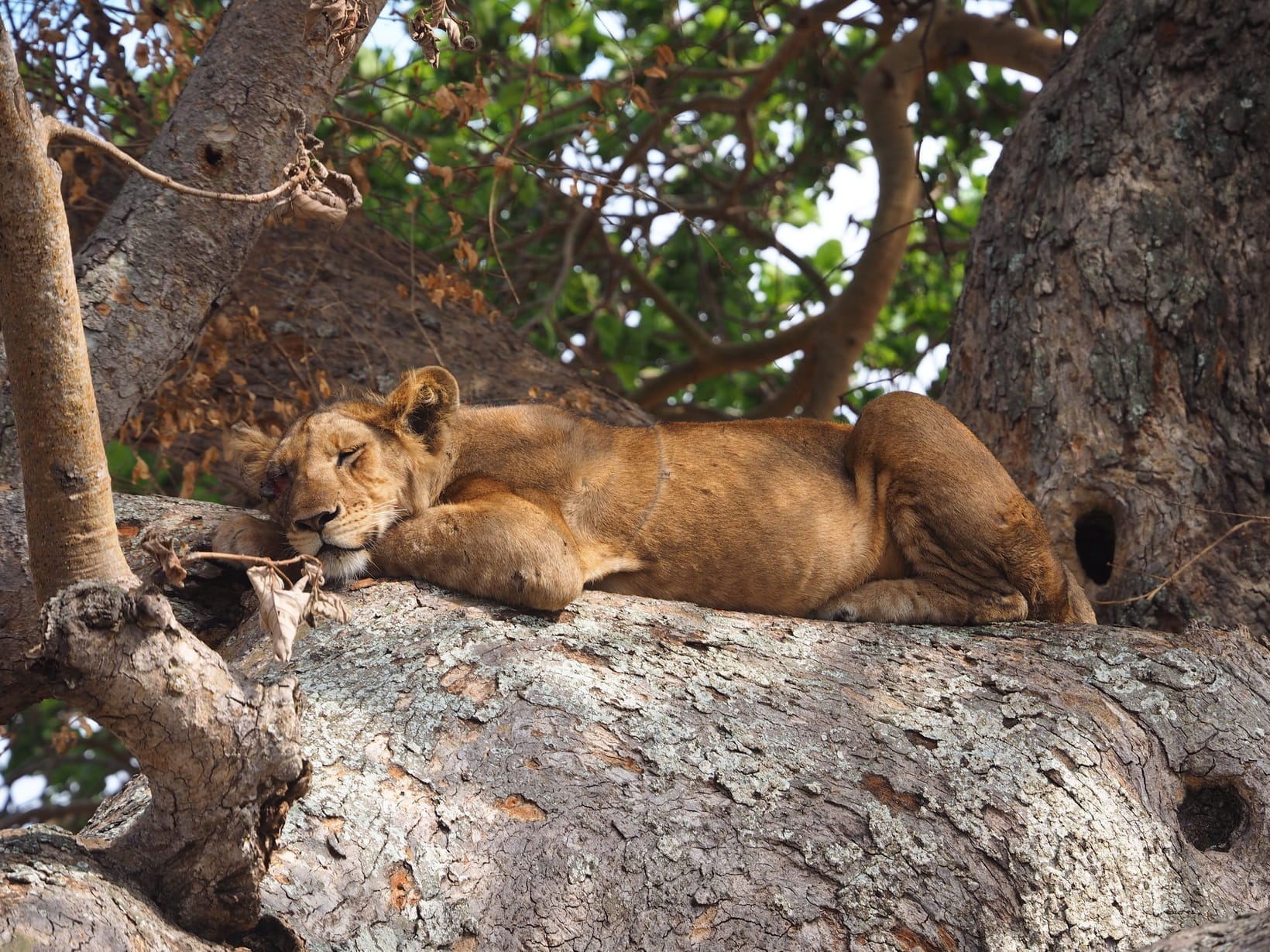 A tree-climbing lion resting in a fig tree, Ishasha sector, Queen Elizabeth National Park