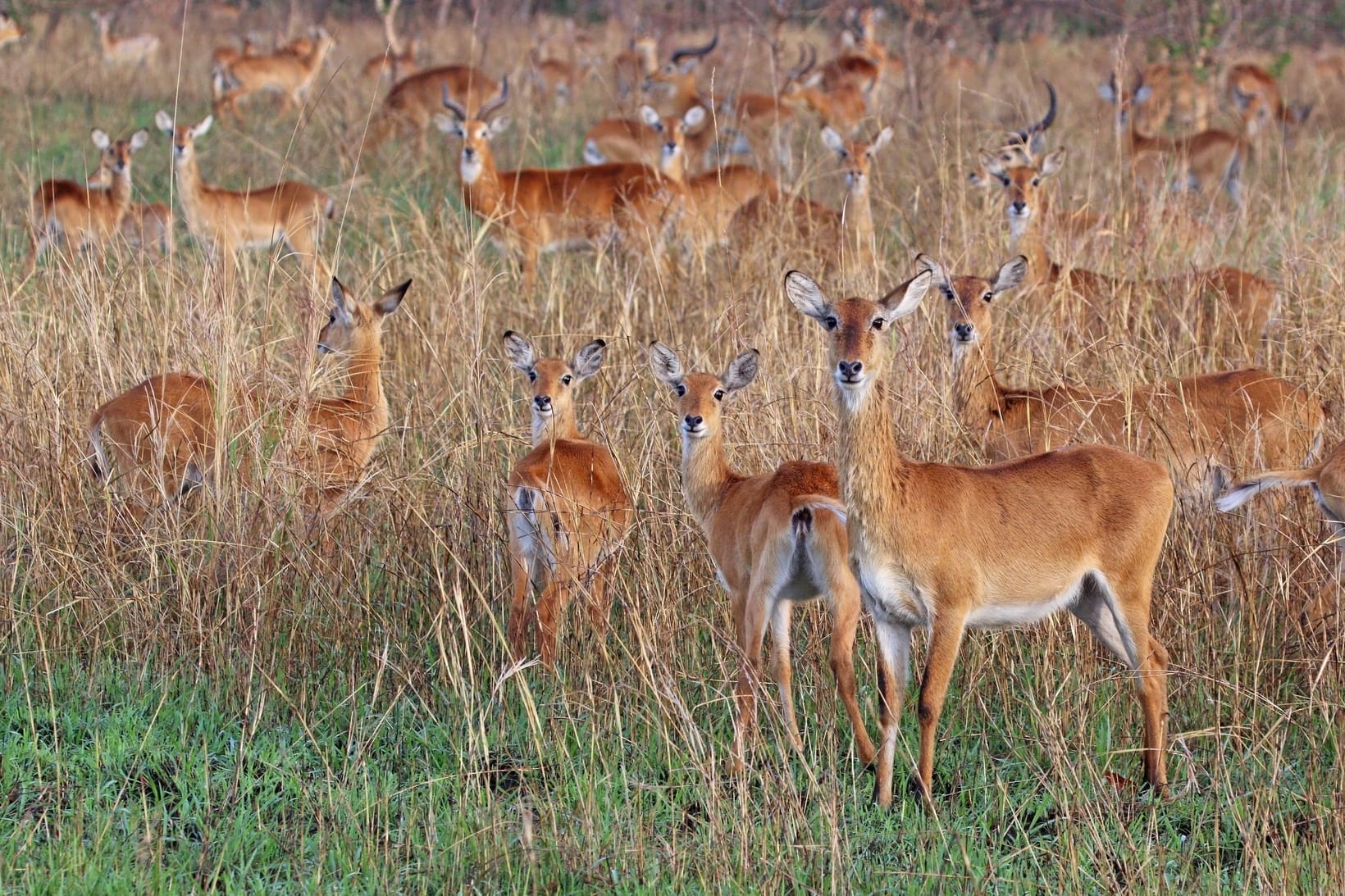 Toro-Semliki Wildlife Reserve: The Complete Guide