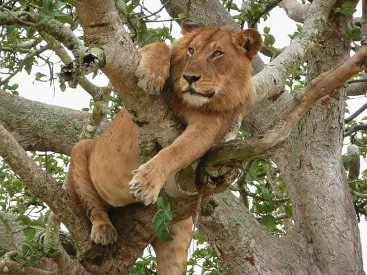 The Tree-Climbing Lions of Ishasha: Uganda's Strangest Big Cats
