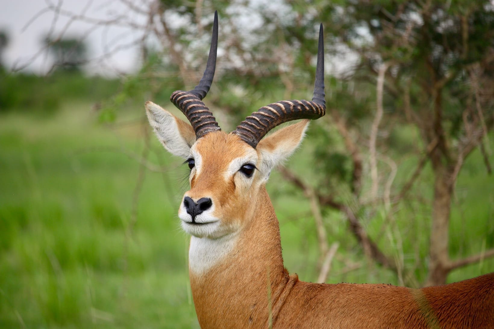 A herd of Uganda kob on open grassland, a male's lyre-shaped horns catching the light