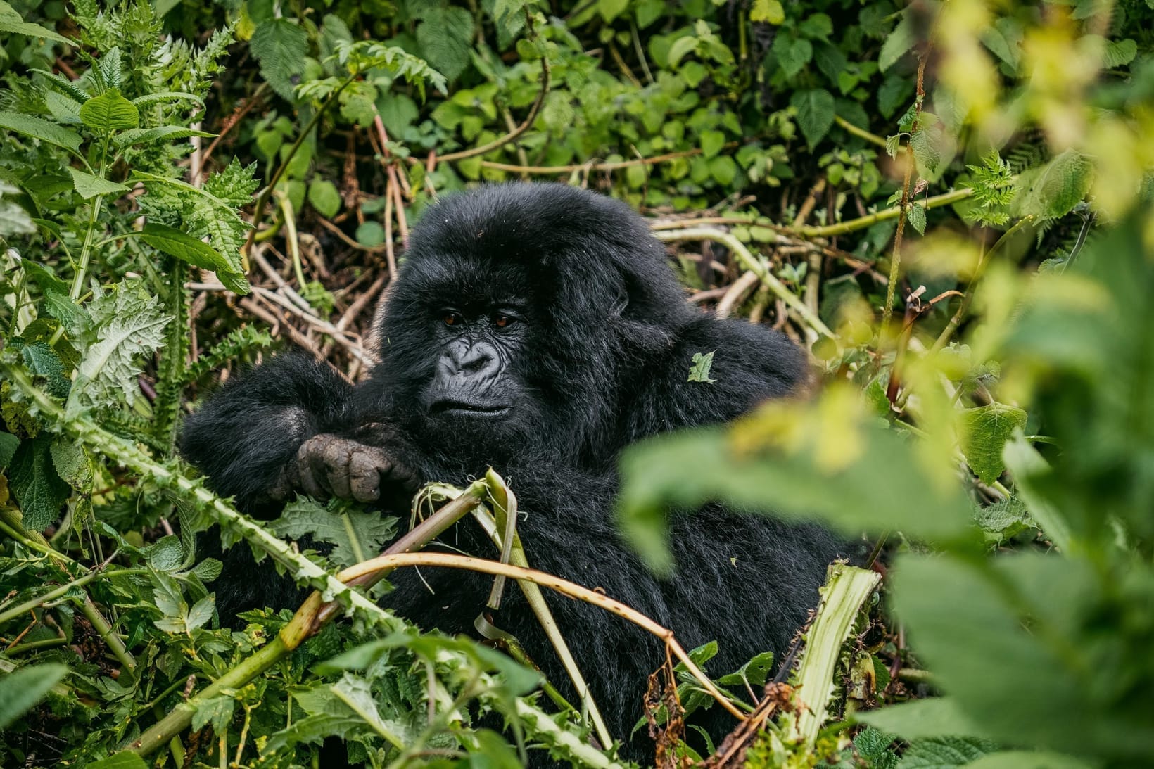 Uganda en Rwanda Combineren op Eén Safari
