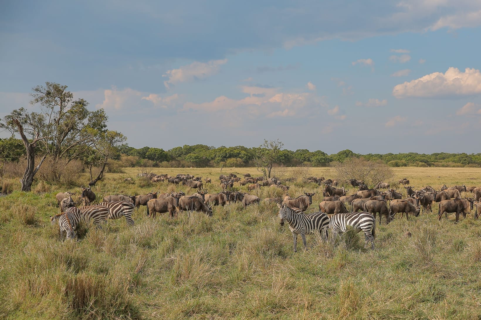 Uganda vs Kenia vs Tanzania — Welk Safarilaand Past Bij Jou?