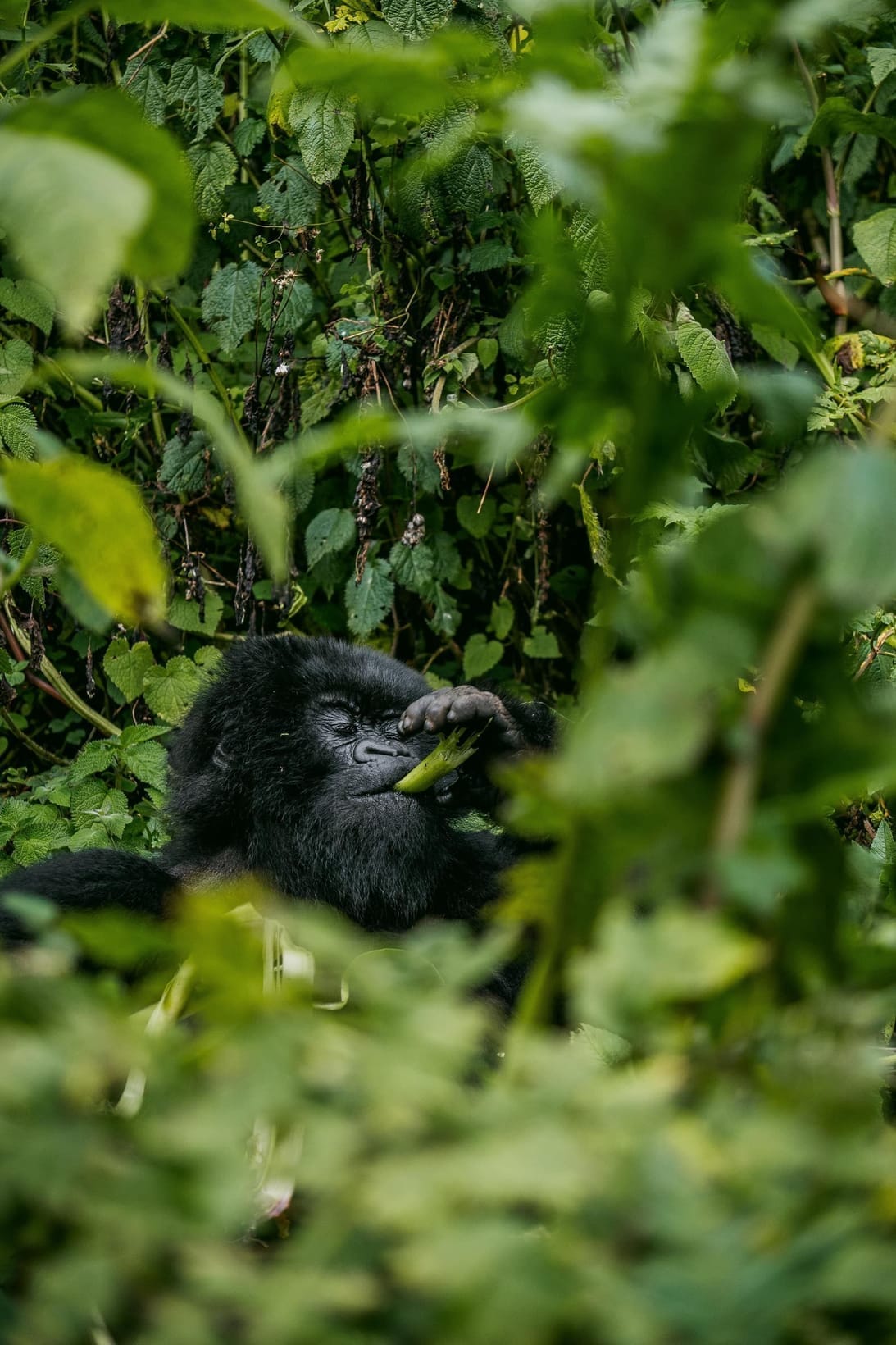 Trekking des Gorilles : Ouganda vs Rwanda, Lequel Choisir ?