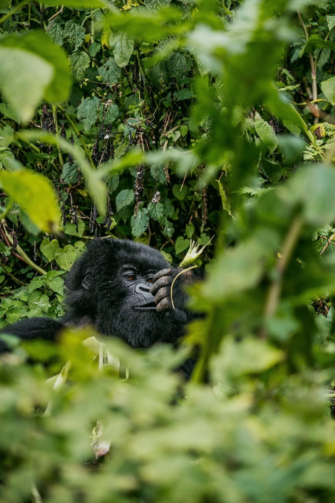Un gorille de montagne partiellement caché dans les sous-bois denses de la forêt