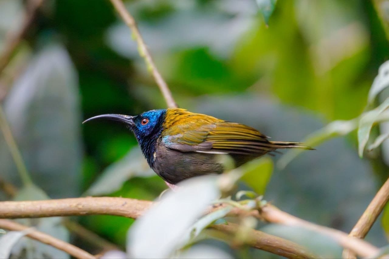 UWEC and Entebbe Botanical Gardens: A Spare-Day Guide