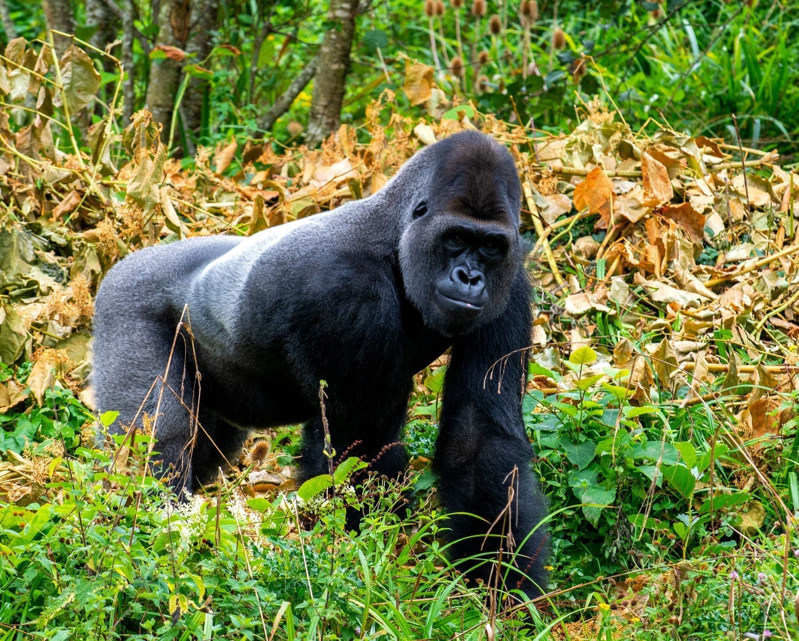 Volcanoes National Park: The Complete Guide