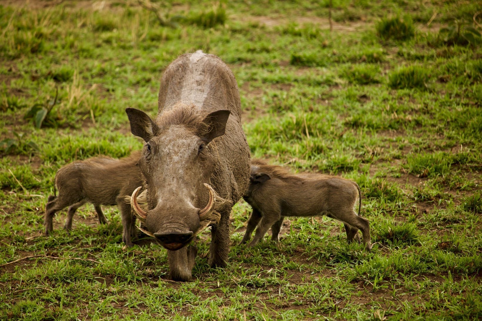 Warthog Facts