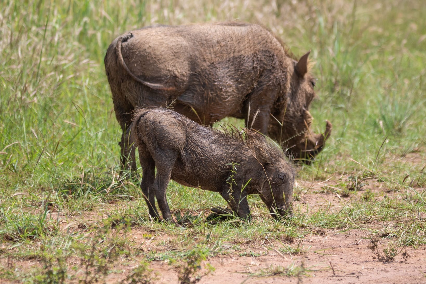 A warthog sow standing while a piglet suckles