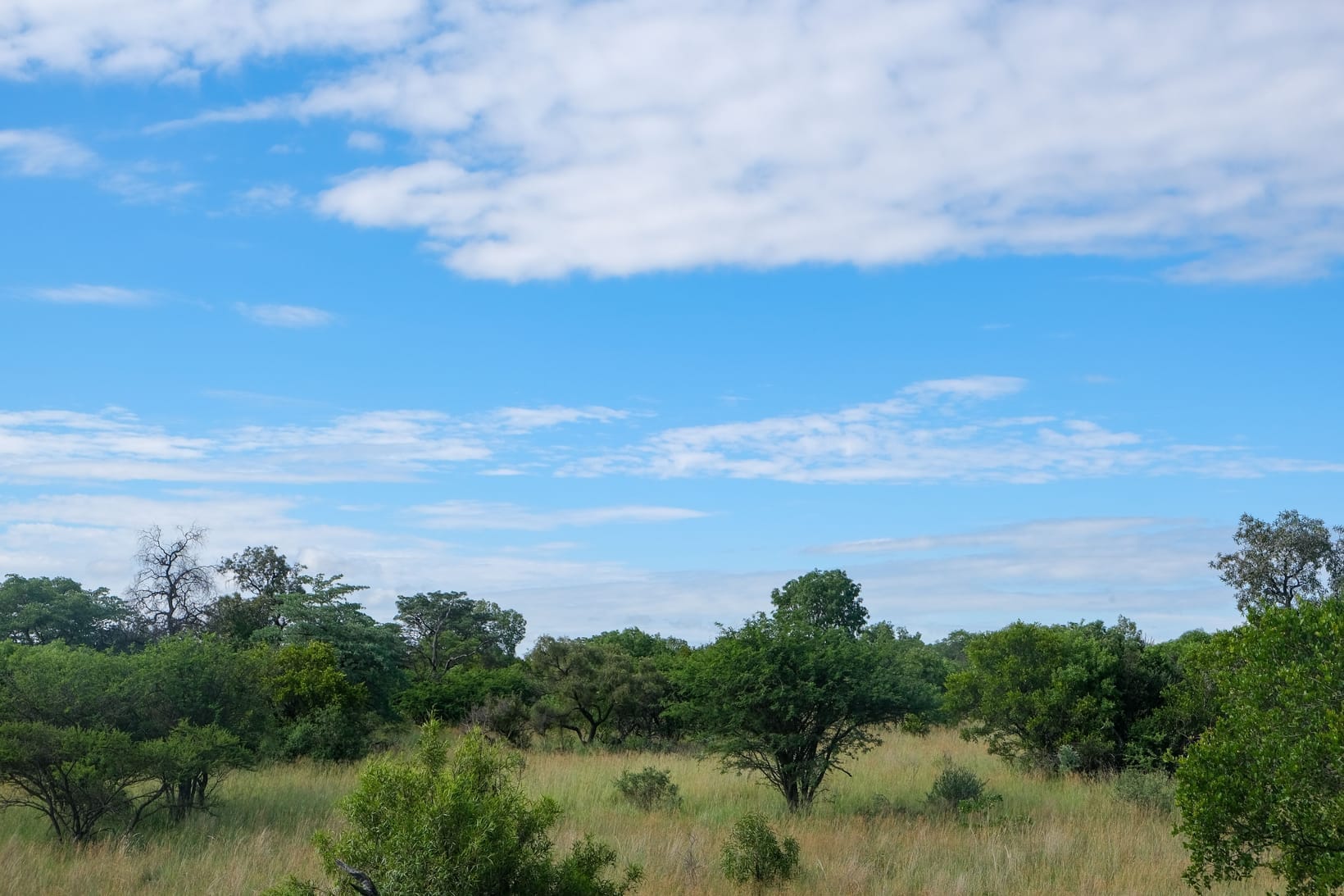 Open grassland scattered with low trees under a blue sky