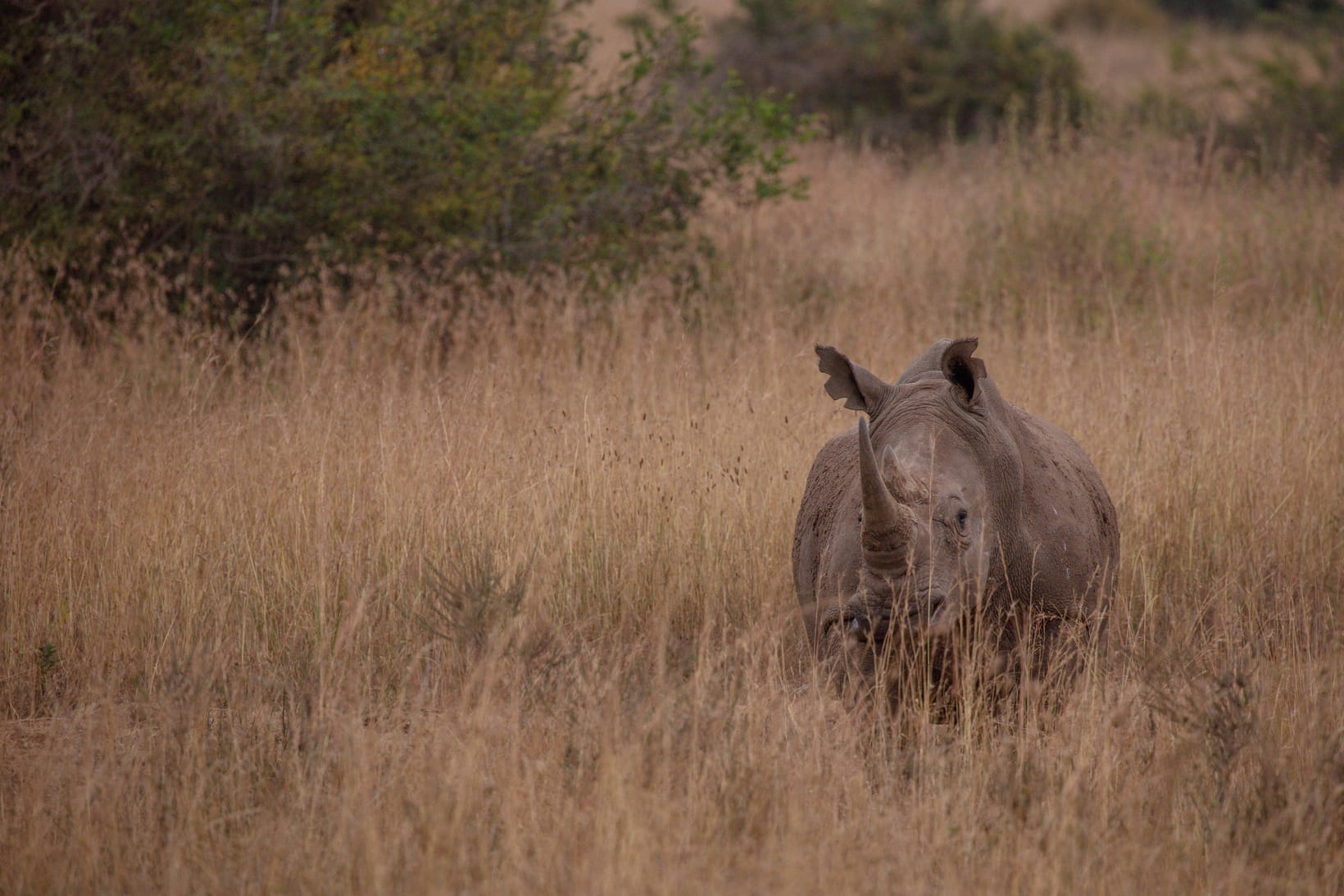 Ziwa Rhino Sanctuary: The Complete Guide