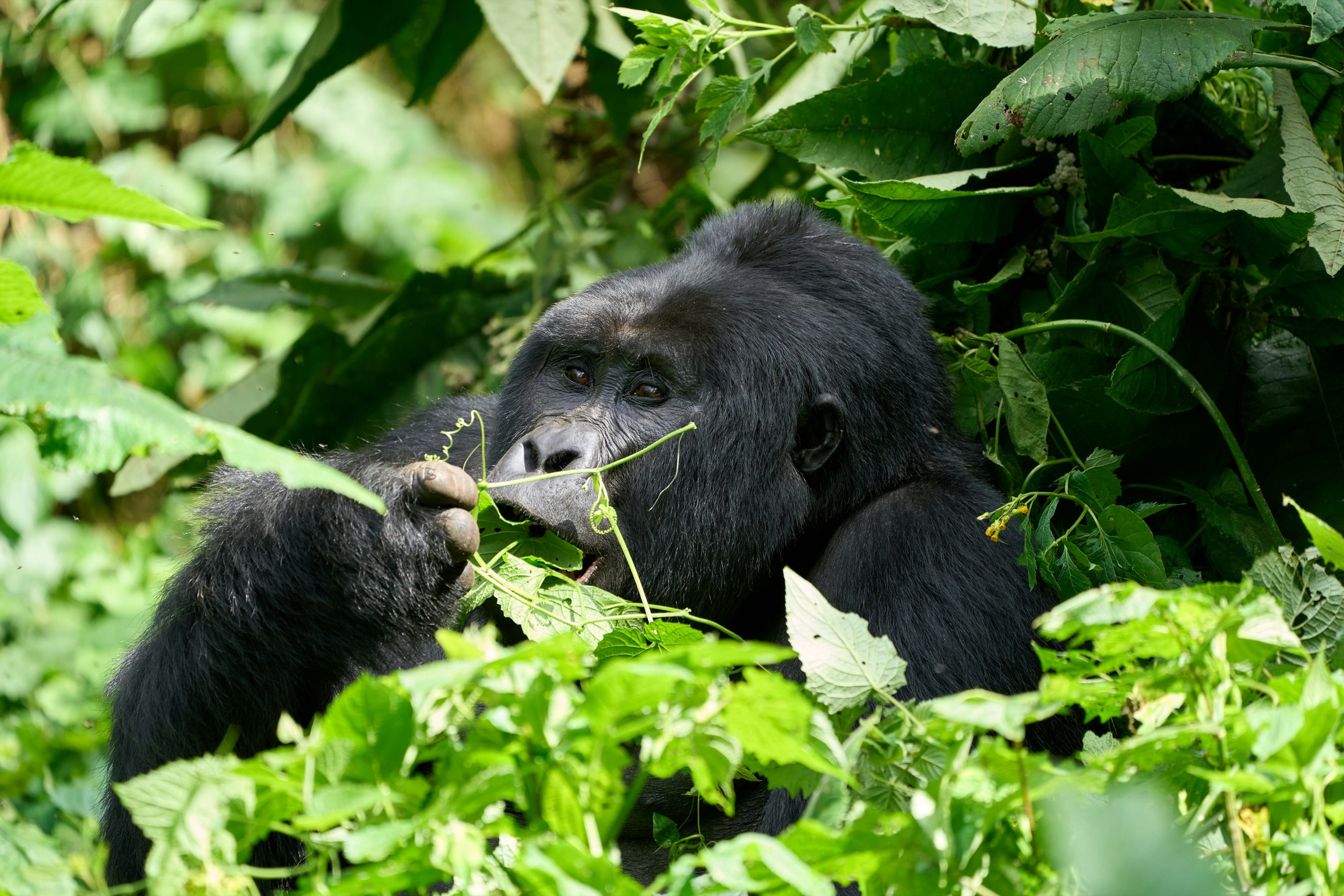 Mountain gorilla in Bwindi Impenetrable Forest, Uganda
