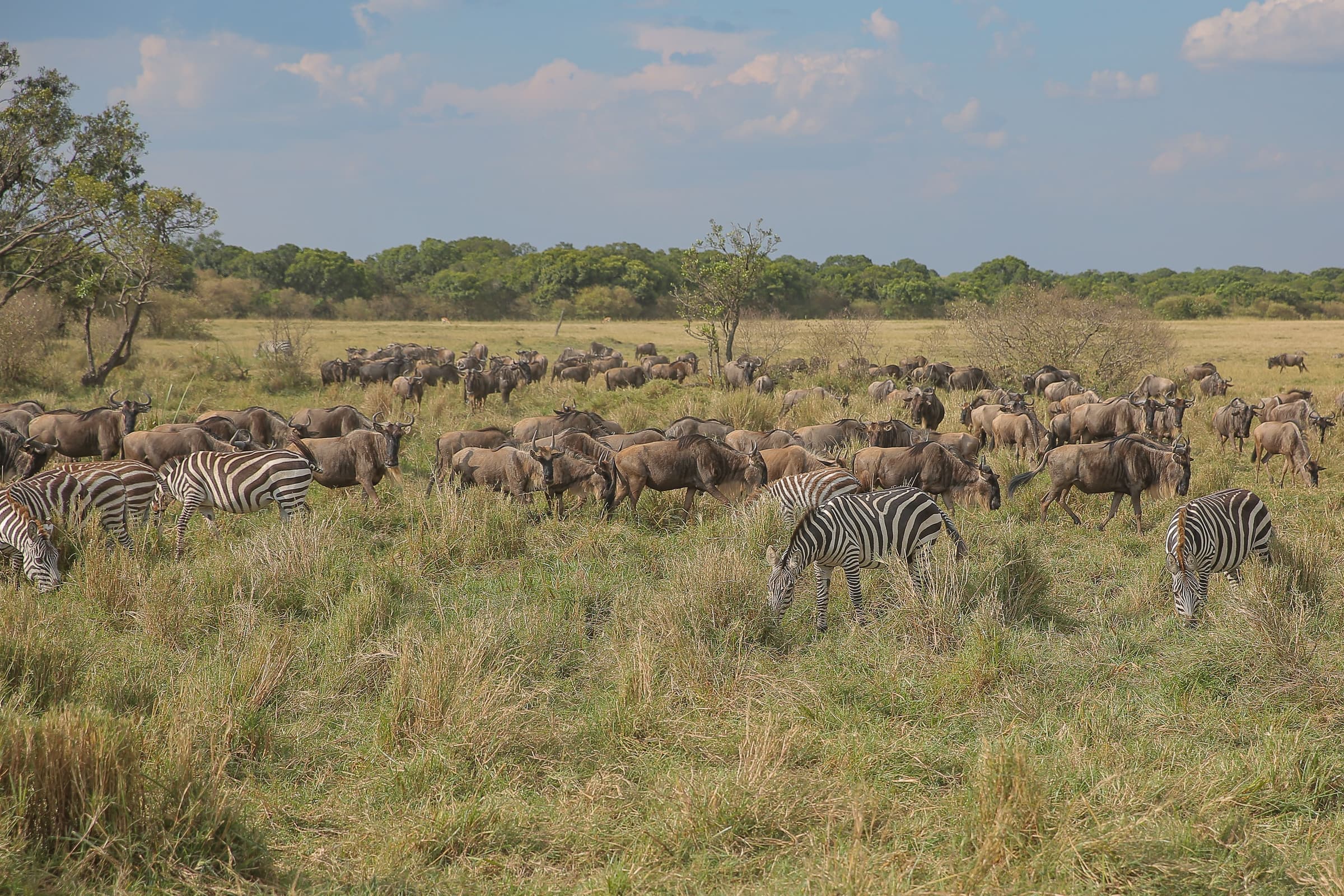 East Africa's Mara, Crater & Serengeti Migration Safari
