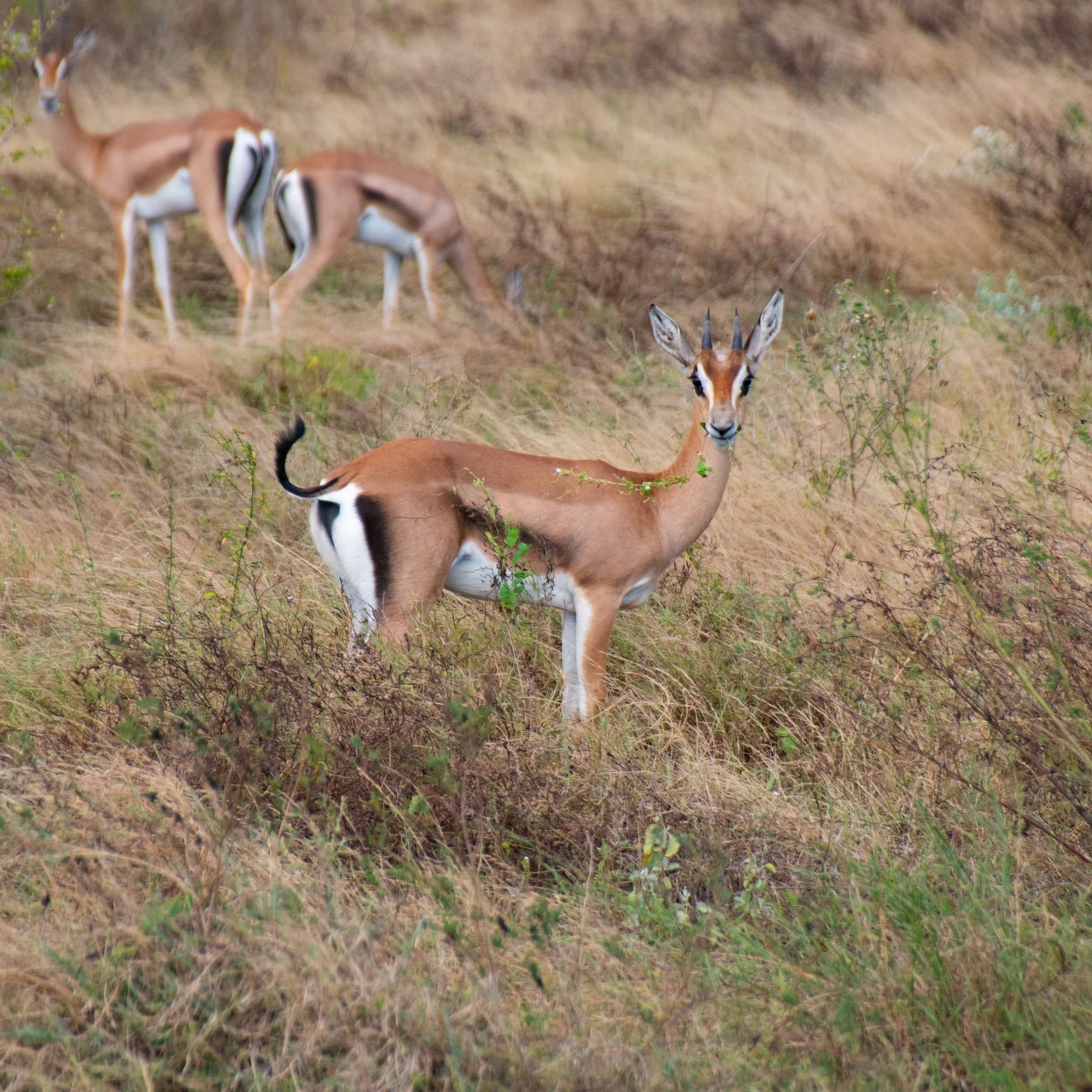 Gran Odisea de Fauna de Kenia